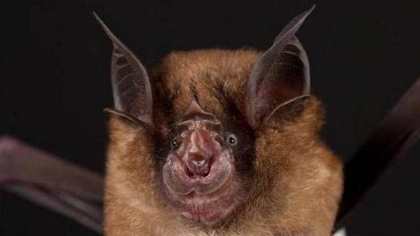 Chauve souris coronavirus