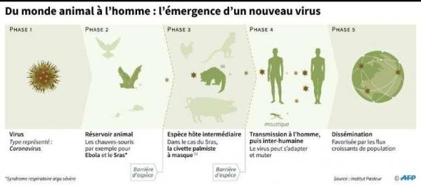 Coronavirus origine epidemie pangolin 2
