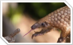 Pangolin2
