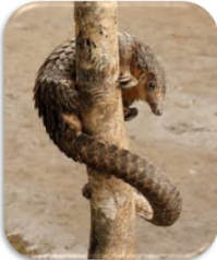 Pangolin4